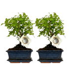 Bonsai Bolvorm Boom – 2 Stuks Everspring