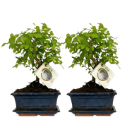 Bonsai Bolvorm Boom – 2 Stuks Everspring