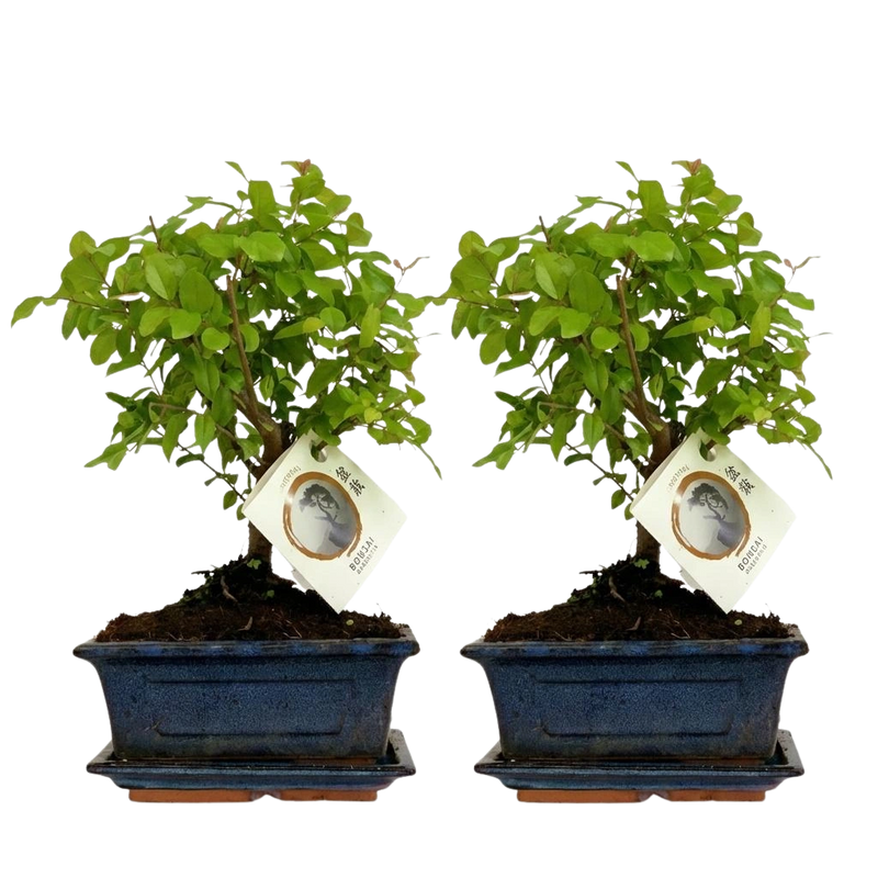Bonsai Bolvorm Boom – 2 Stuks