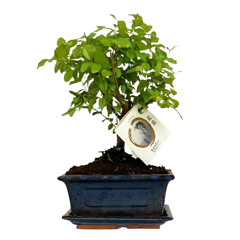 Bonsai Bolvorm (mix keramiek) Everspring