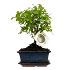 Bonsai Bolvorm (mix keramiek) Everspring