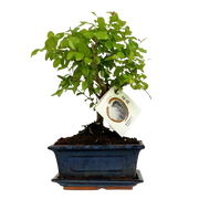 Bonsai Bolvorm (mix keramiek) Everspring