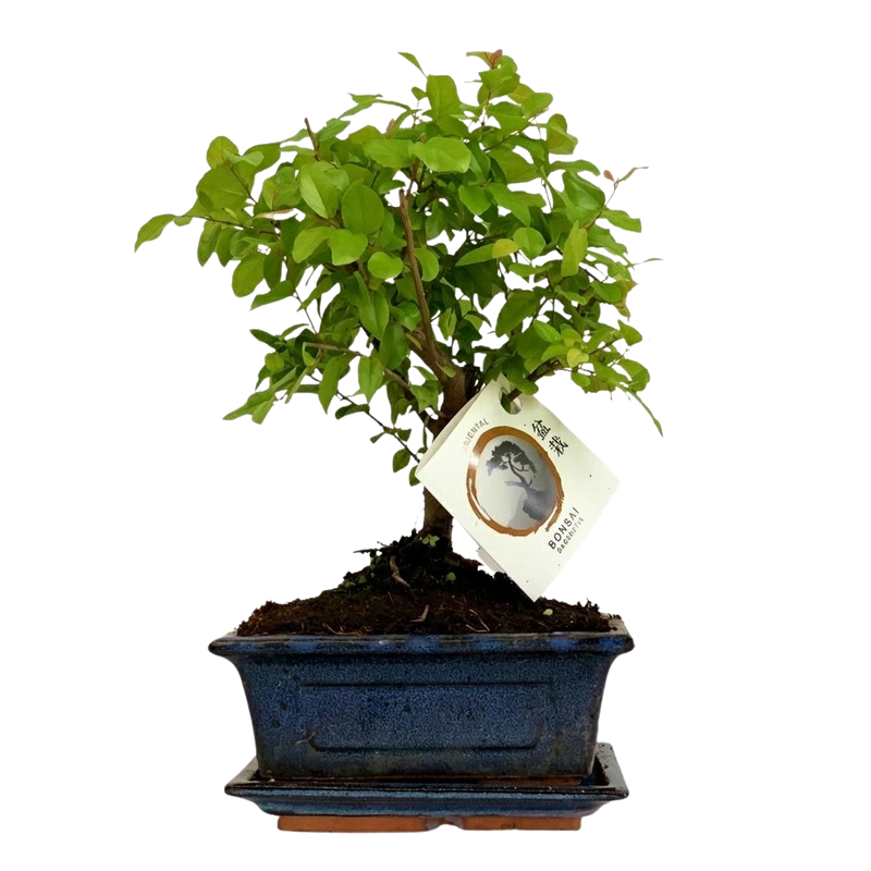 Bonsai Bolvorm (mix keramiek)