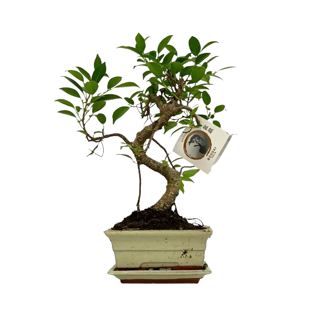 Bonsai S-vorm (mix keramiek) Everspring
