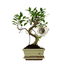Bonsai S-vorm (mix keramiek) Everspring