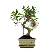 Bonsai S-vorm (mix keramiek) Everspring
