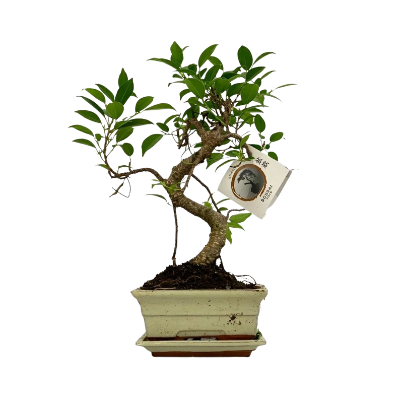 Bonsai S-vorm (mix keramiek)