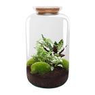 Botanical Sven XL - Terrarium