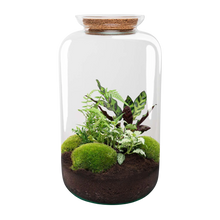 Botanical Sven XL - Terrarium