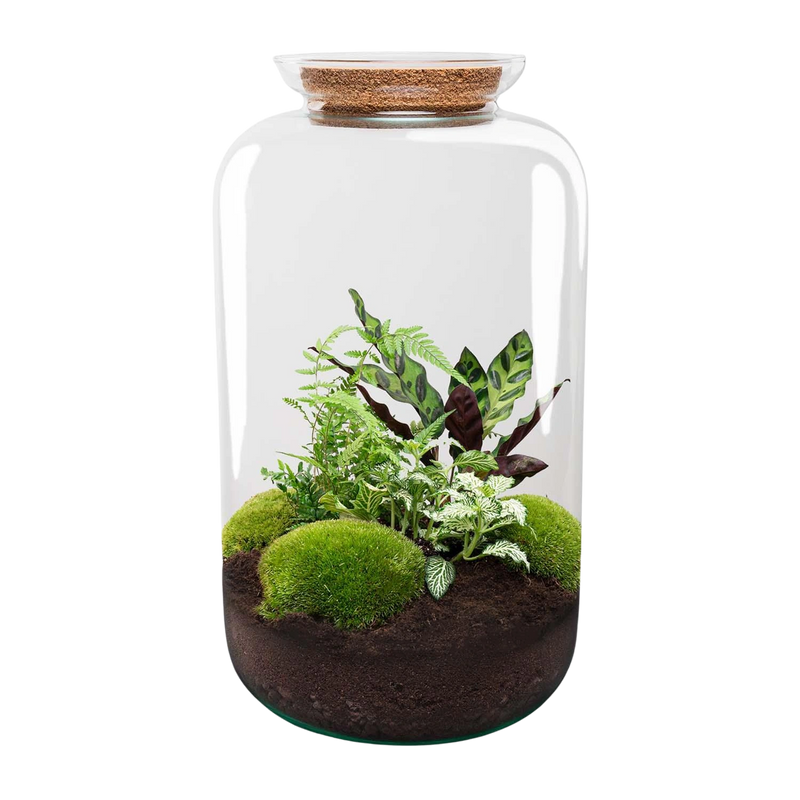 Botanical Sven XL - Terrarium