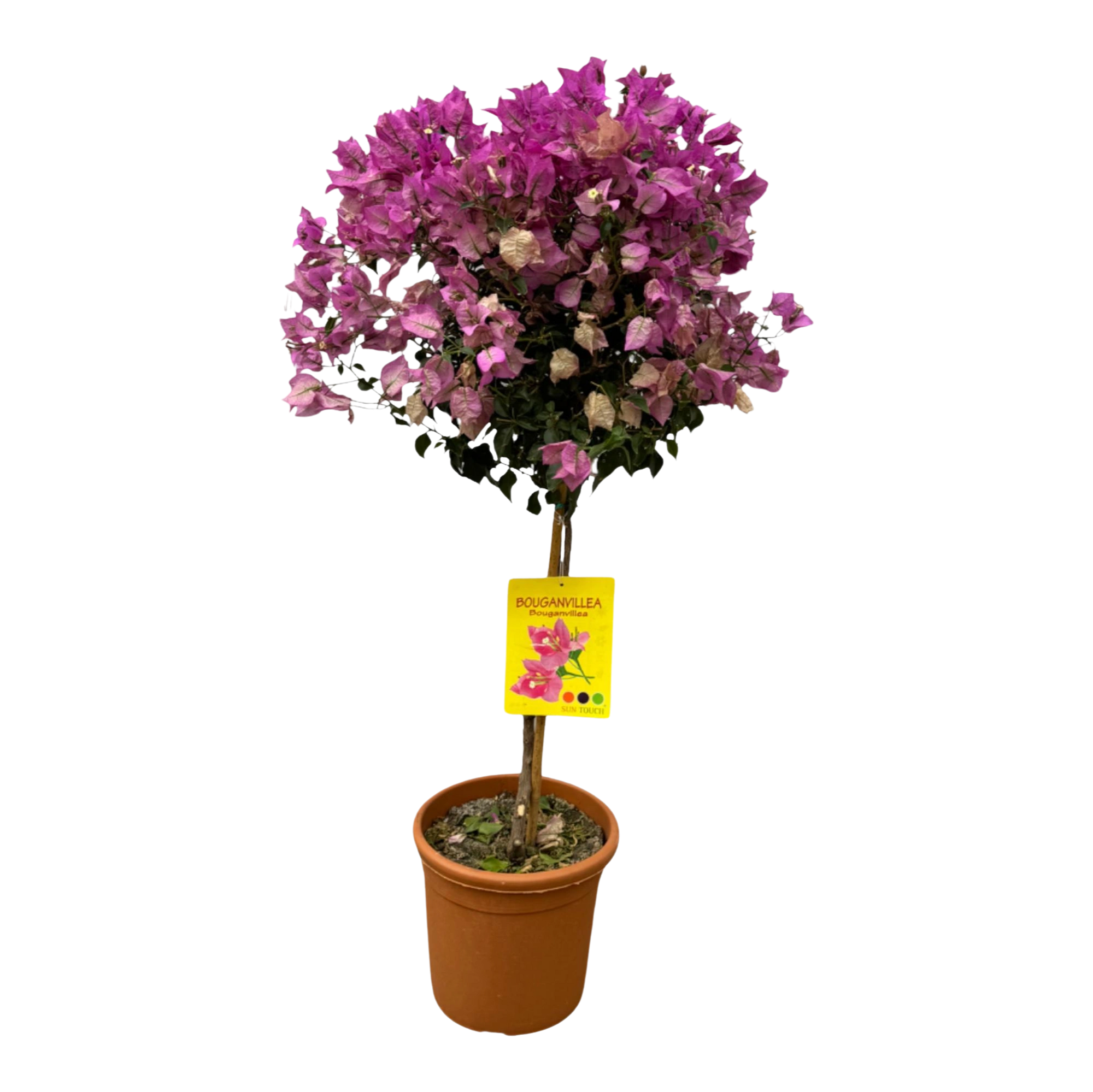 Bougainvillea op stam