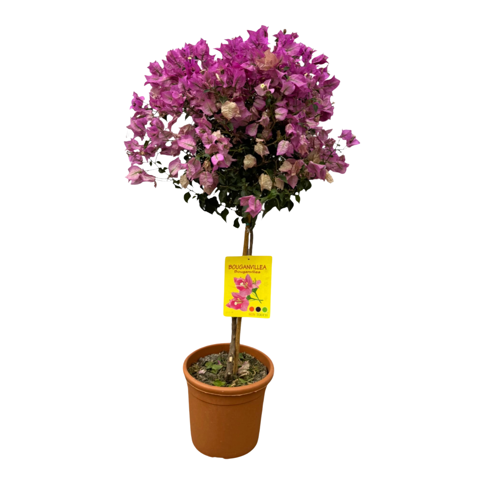 Bougainvillea op stam
