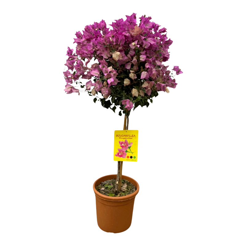 Bougainvillea op stam