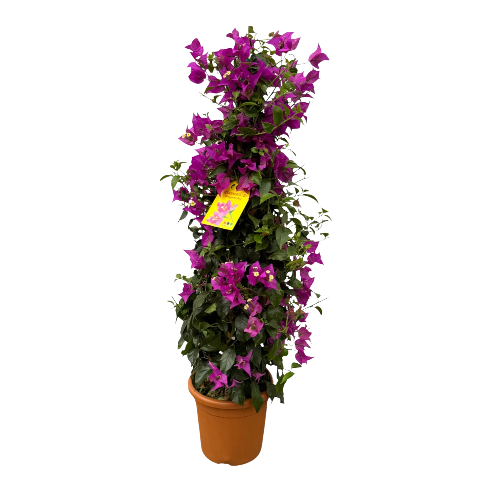Bougainvillea pyramide