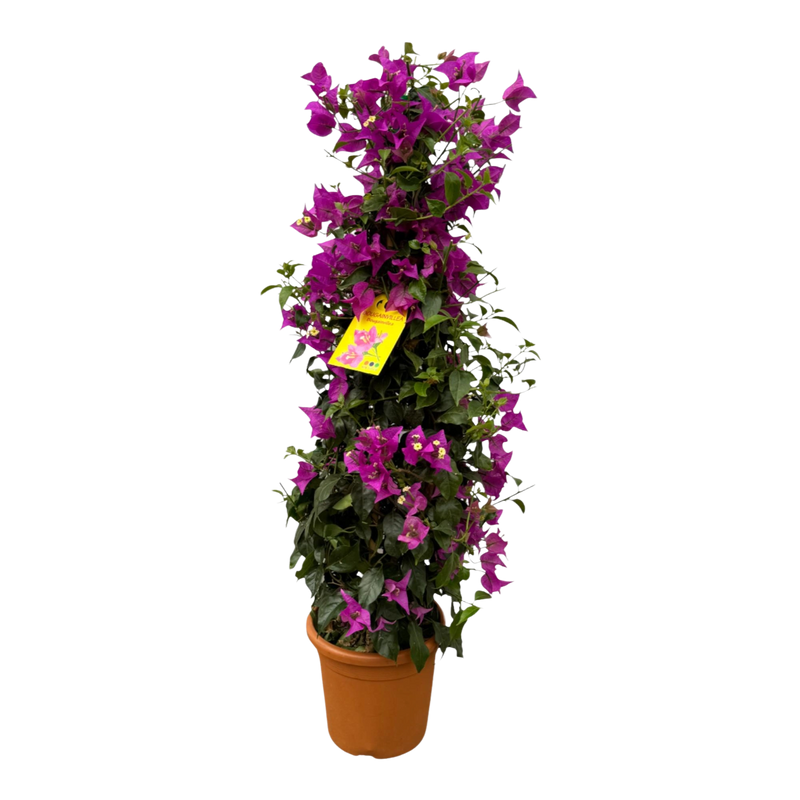 Bougainvillea pyramide