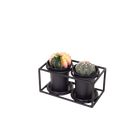 Cactus Duo In Design Frame
