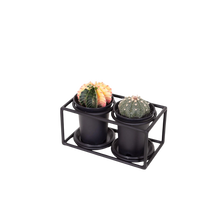 Cactus Duo In Design Frame