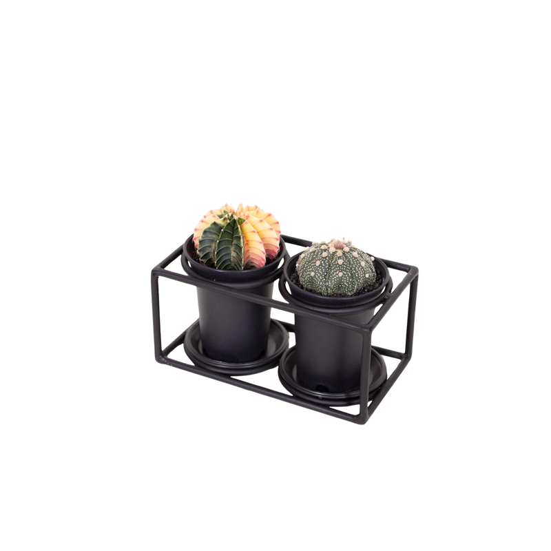 Cactus Duo In Design Frame