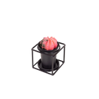 Cactus In Design Frame