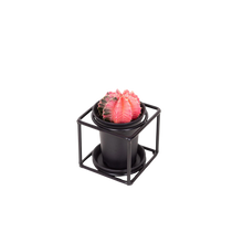 Cactus In Design Frame