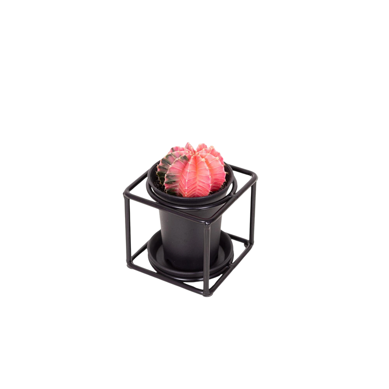 Cactus In Design Frame