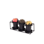 Cactus Trio In Design Frame