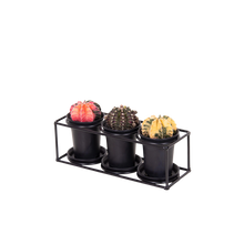 Cactus Trio In Design Frame