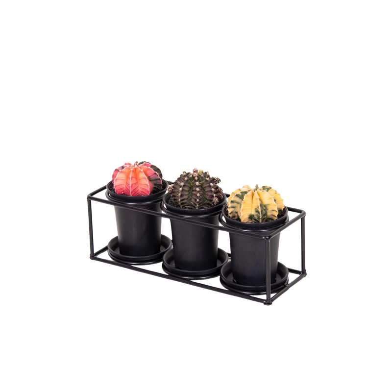 Cactus Trio In Design Frame