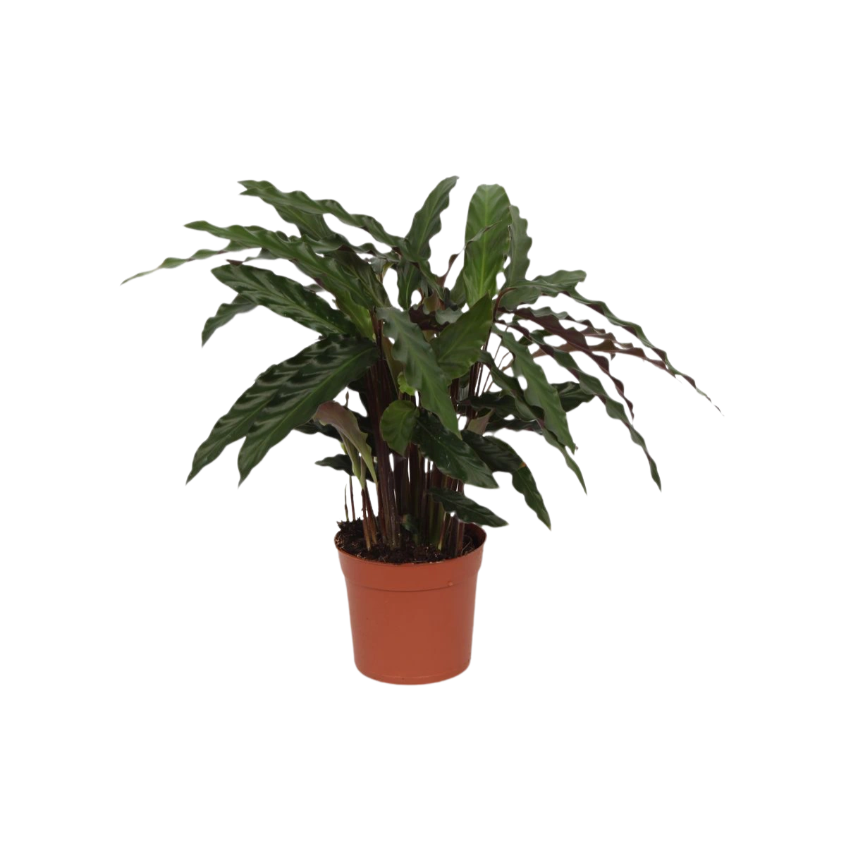 Calathea Elgergrass