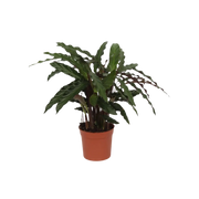 Calathea Elgergrass Everspring