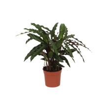Calathea Elgergrass