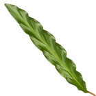 Calathea Elgergrass