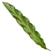 Calathea Elgergrass Everspring