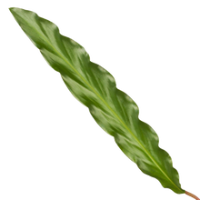 Calathea Elgergrass