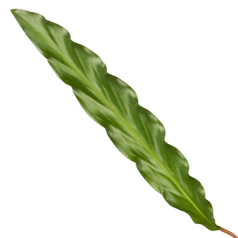 Calathea Elgergrass