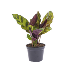Calathea Lancifolia