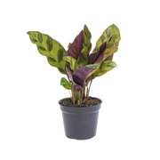 Calathea Lancifolia Everspring