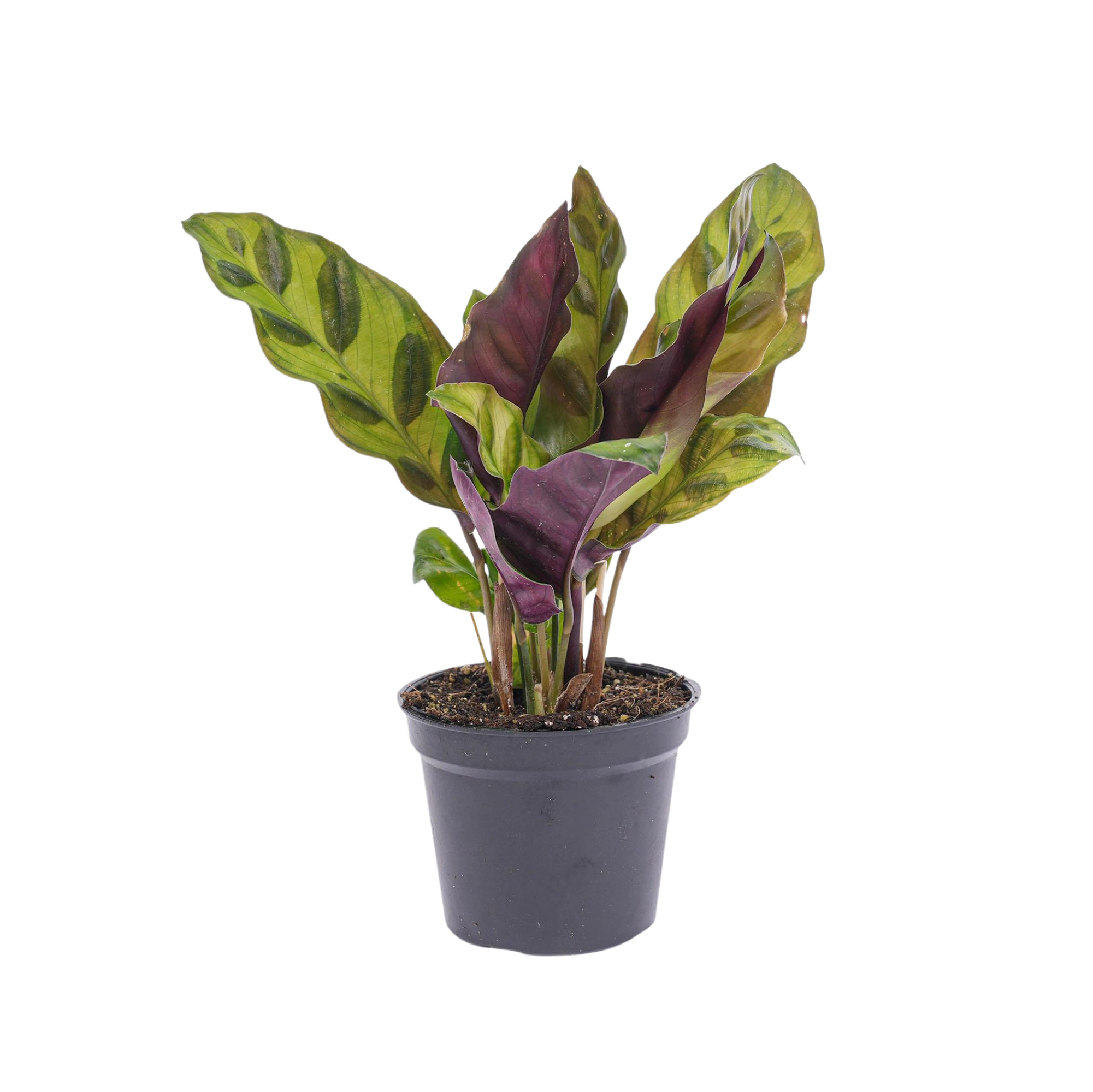 Calathea Lancifolia