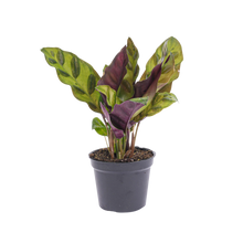 Calathea Lancifolia