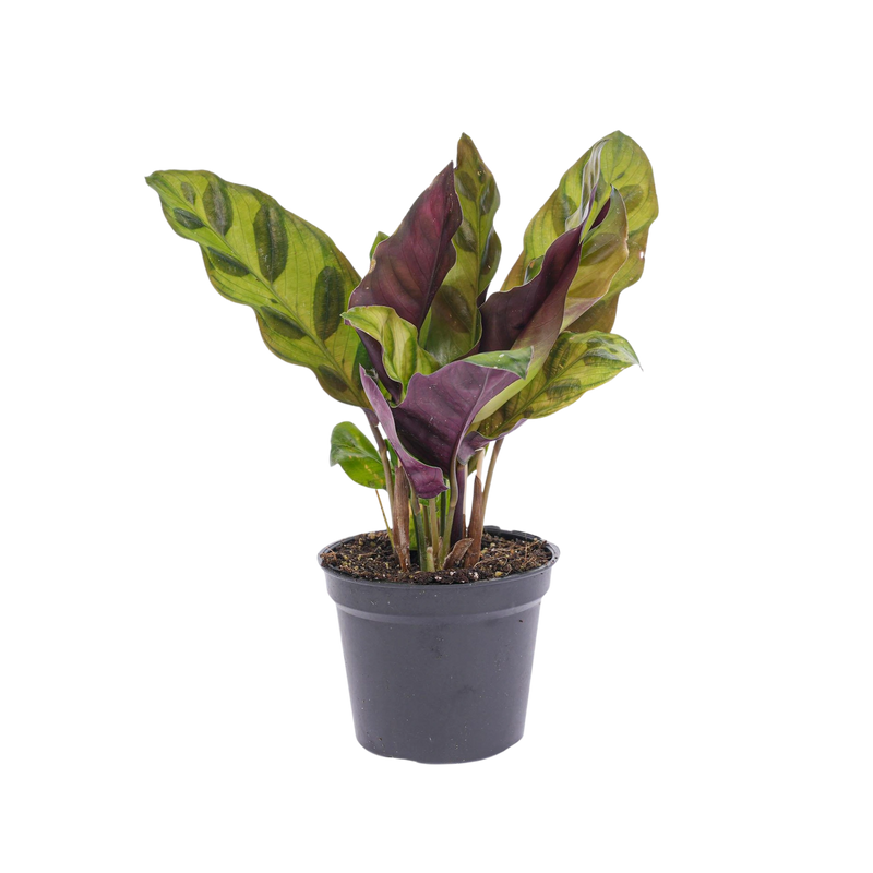 Calathea Lancifolia