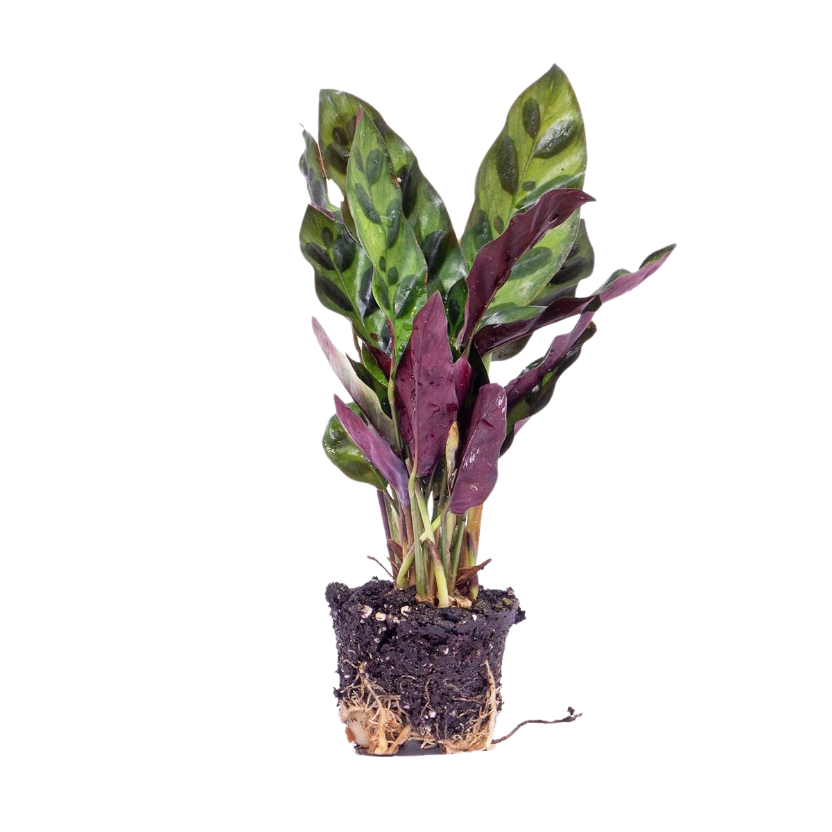 Calathea Lancifolia
