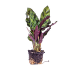 Calathea Lancifolia
