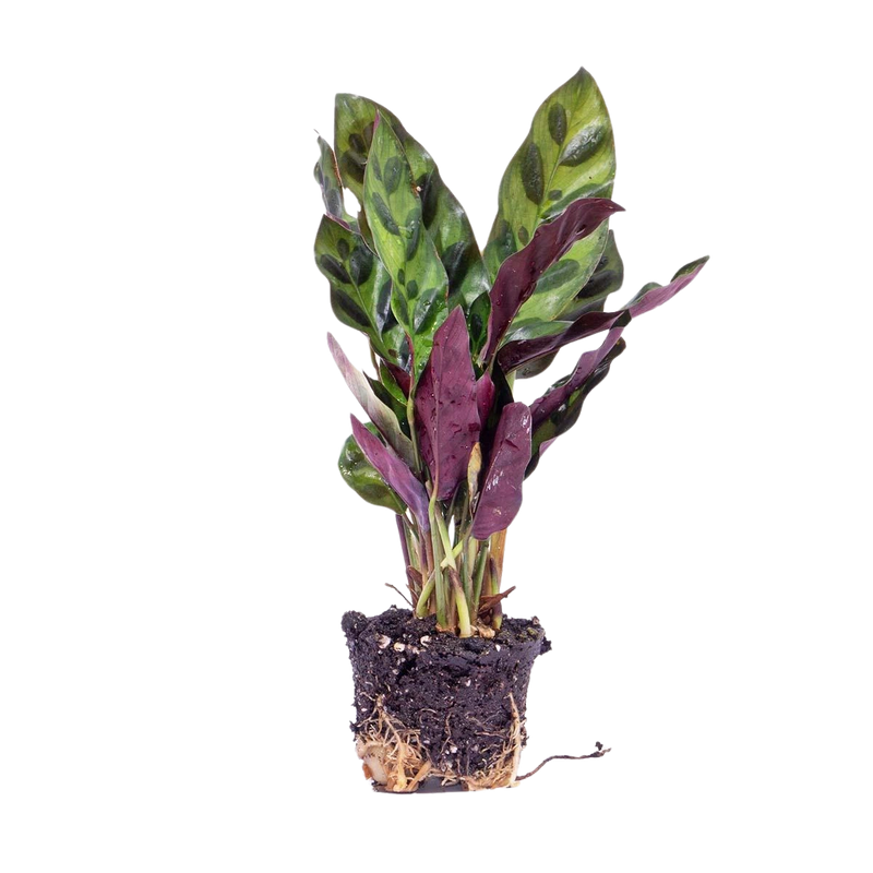 Calathea Lancifolia