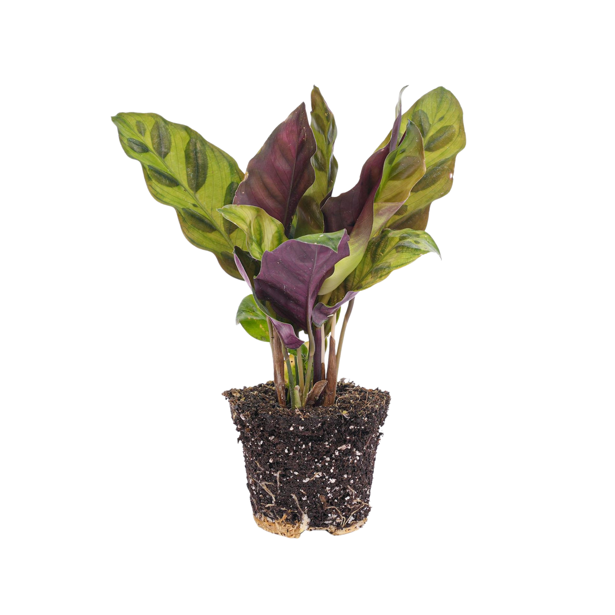 Calathea Lancifolia