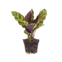 Calathea Lancifolia