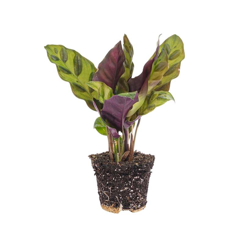 Calathea Lancifolia