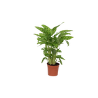 Calathea Leopardina
