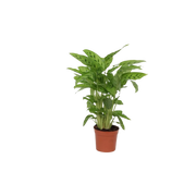 Calathea Leopardina Everspring