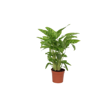Calathea Leopardina