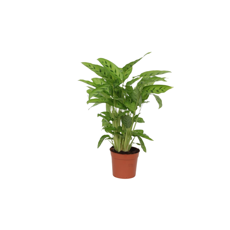 Calathea Leopardina